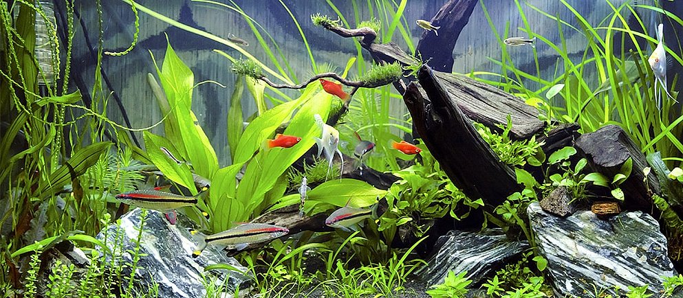 Ein dicht bewachsenes Aquarium mit verschiedenen Grüntönen von Wasserpflanzen, in dem mehrere kleine orangefarbene Fische schwimmen.