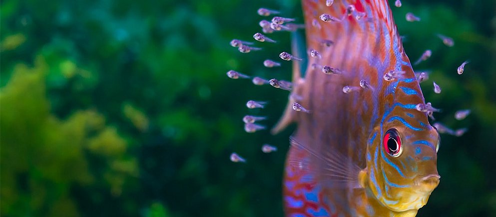 Leuchtender Fisch auf grünem Hintergrund