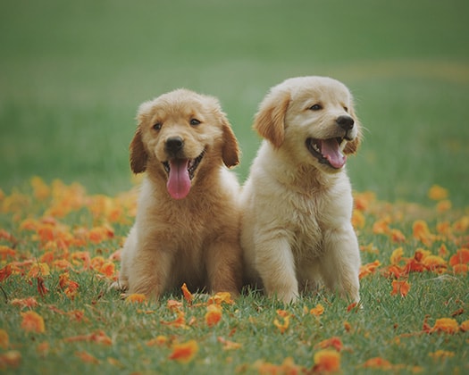 Zwei Golden Retriever Welpen