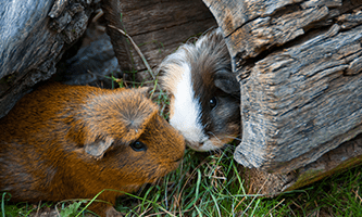 Meerschweinchen