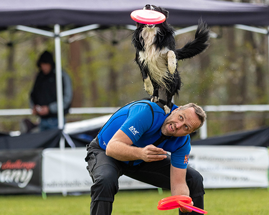 Hund mit Frisbee