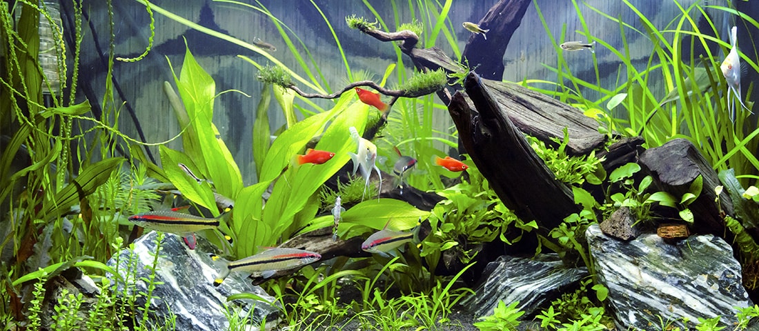 Ein dicht bewachsenes Aquarium mit verschiedenen Grüntönen von Wasserpflanzen, in dem mehrere kleine orangefarbene Fische schwimmen.